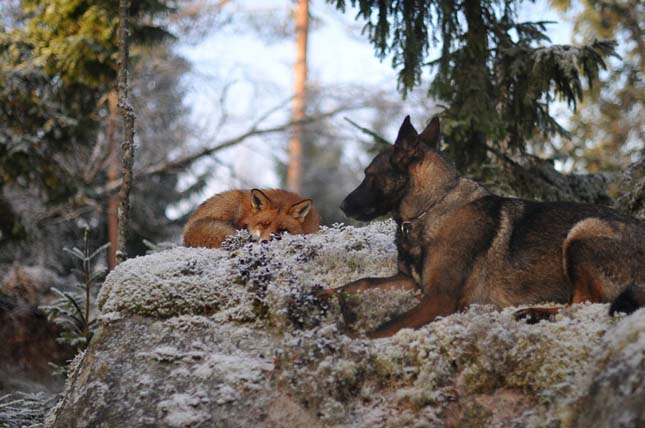 15 csodálatos fotó mutatja be egy róka és egy kutya különleges barátságát