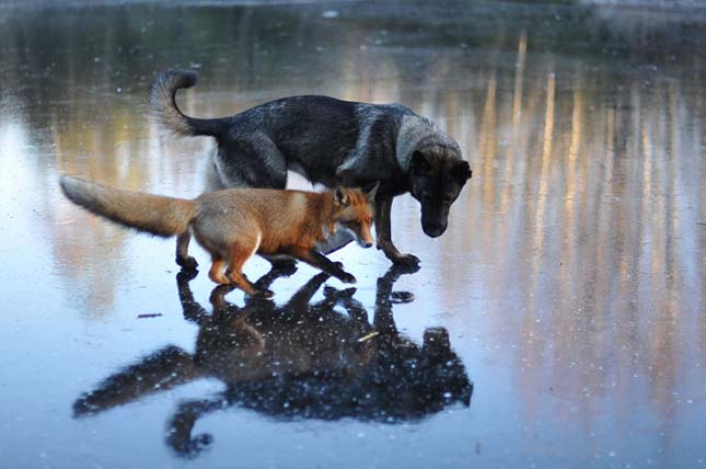 15 csodálatos fotó mutatja be egy róka és egy kutya különleges barátságát