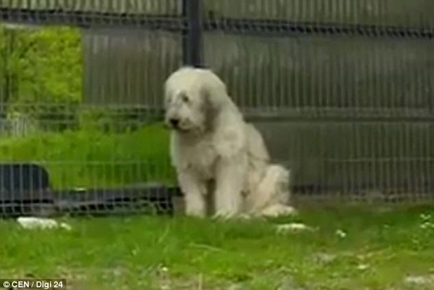 Ő lehet Hachiko utódja – 5 éve őrzi halott gazdájának házát egy kutya Romániában