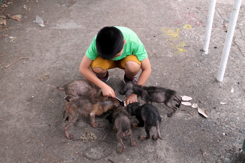 A 11 éves fiú megmentett hat éhező állatot
