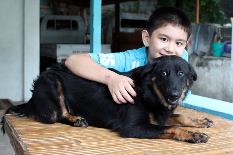 A 11 éves fiú megmentett hat éhező állatot