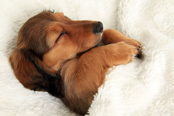 20 kutya, akik úgy alszanak, ahogy senki más