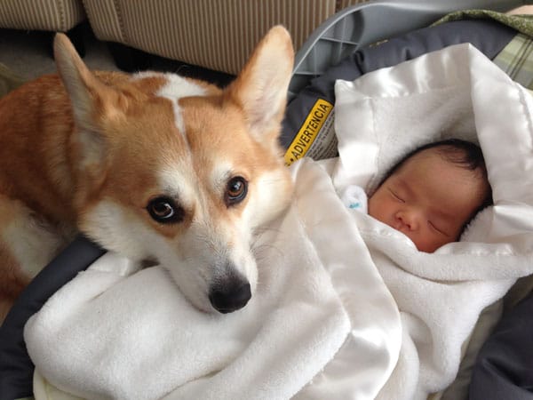 Aggódtak, amikor a kutya először találkozott az újszülött babával1