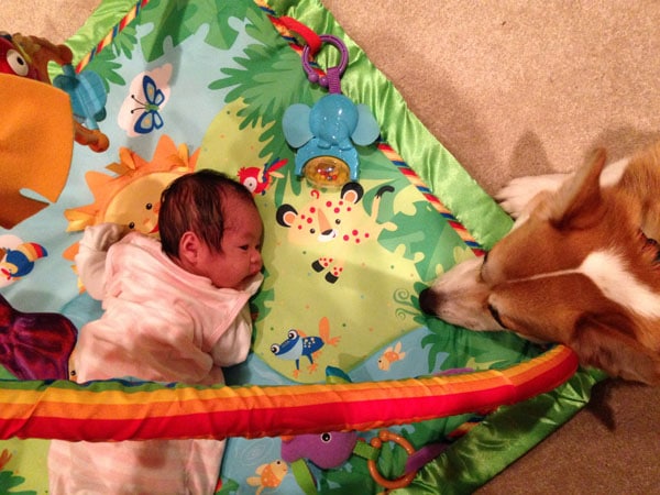 Aggódtak, amikor a kutya először találkozott az újszülött babával2