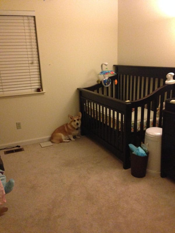 Aggódtak, amikor a kutya először találkozott az újszülött babával3