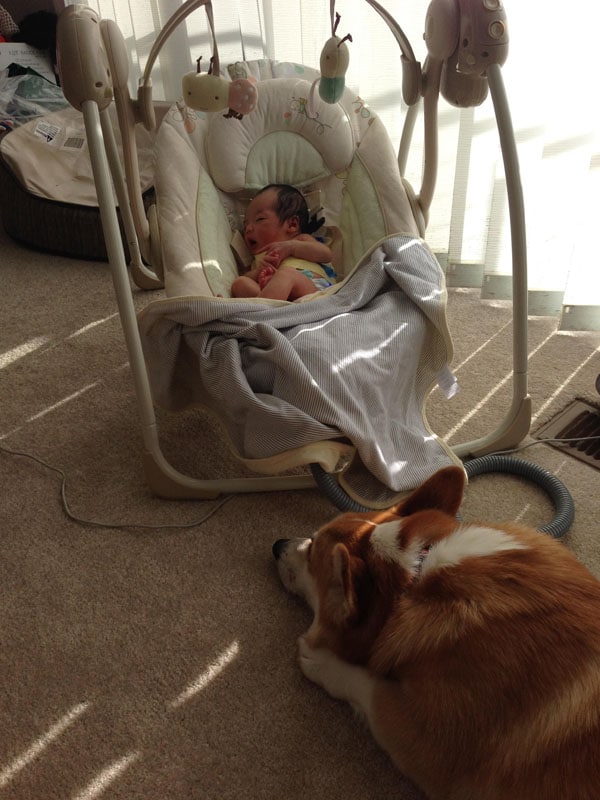 Aggódtak, amikor a kutya először találkozott az újszülött babával6