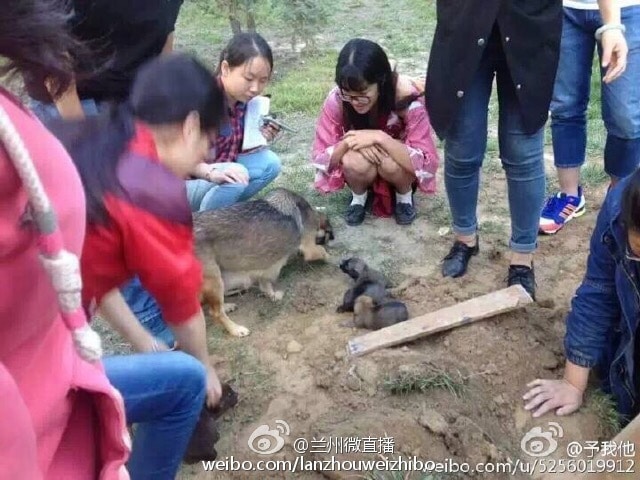 Diákok mentették meg az élve eltemetett kutyakölyköket