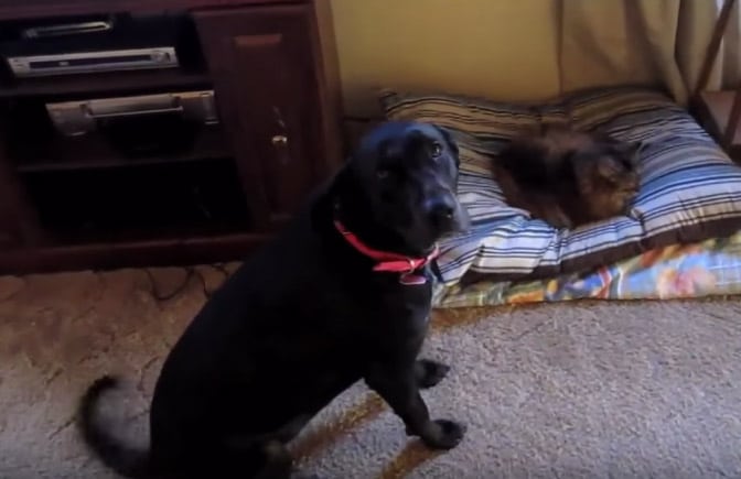 Vajon hogy reagálnak a kutyák, amikor az ágyukban egy macskát találnak