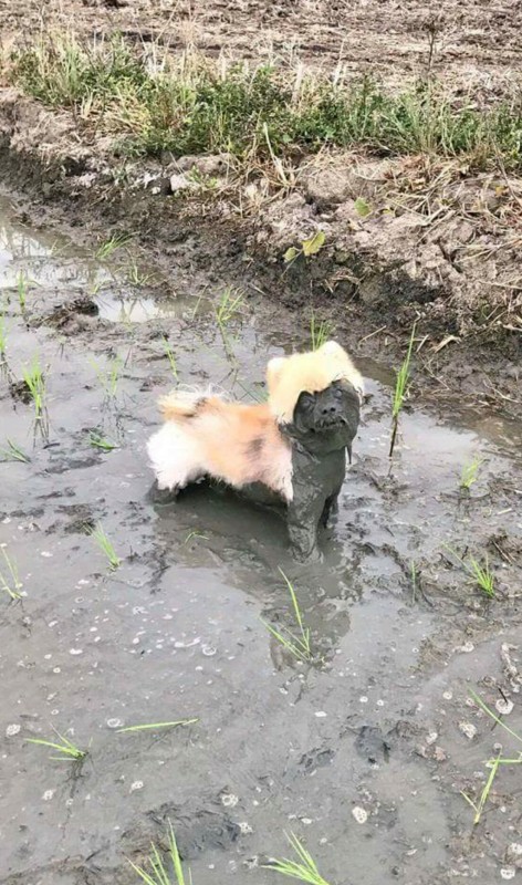 11 kutya, akik imádnak sárfürdőzni