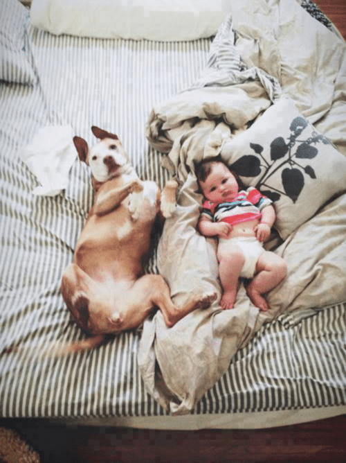 14 kutya, akinek egy kisbaba lett a legjobb barátja