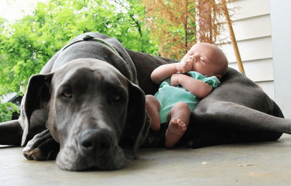 14 kutya, akinek egy kisbaba lett a legjobb barátja
