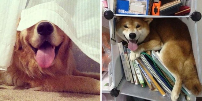16 kutya, akik megtalálták a tökéletes búvóhelyet