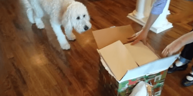 Kutya olyan csodálatos ajándékot kapott születésnapjára