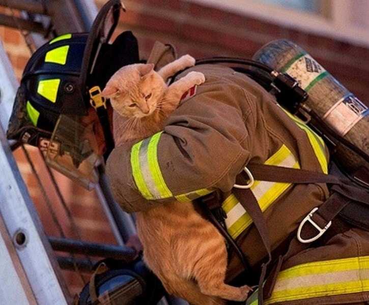 18 kép tűzoltókról akik állatok életét mentik meg 1