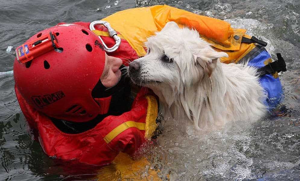 18 kép tűzoltókról akik állatok életét mentik meg 10