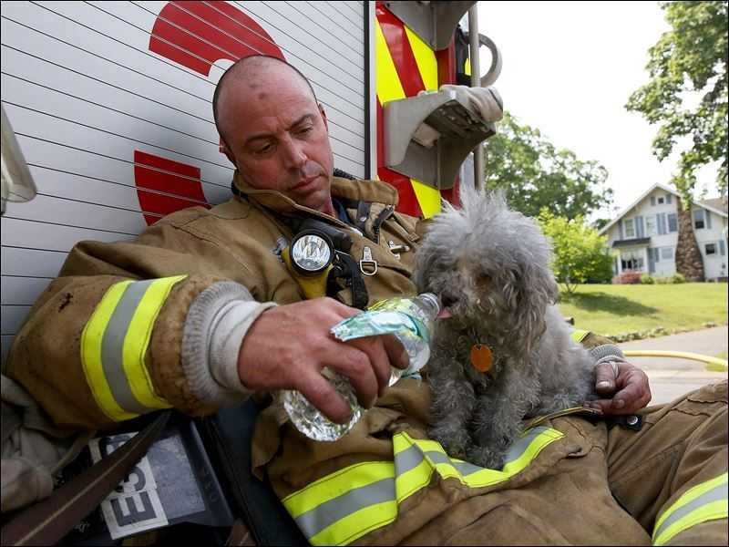18 kép tűzoltókról akik állatok életét mentik meg 12