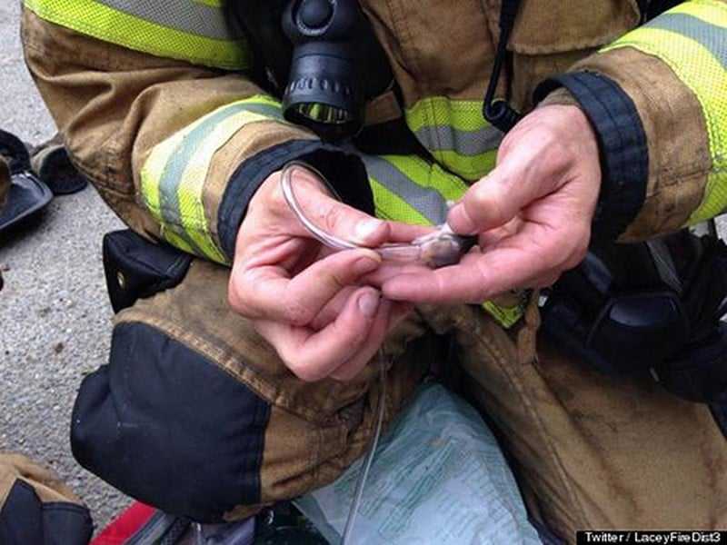 18 kép tűzoltókról akik állatok életét mentik meg 13