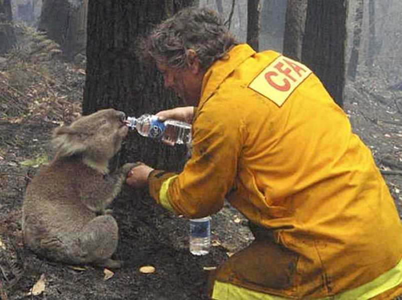 18 kép tűzoltókról akik állatok életét mentik meg 2