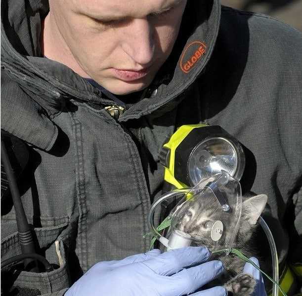 18 kép tűzoltókról akik állatok életét mentik meg 3