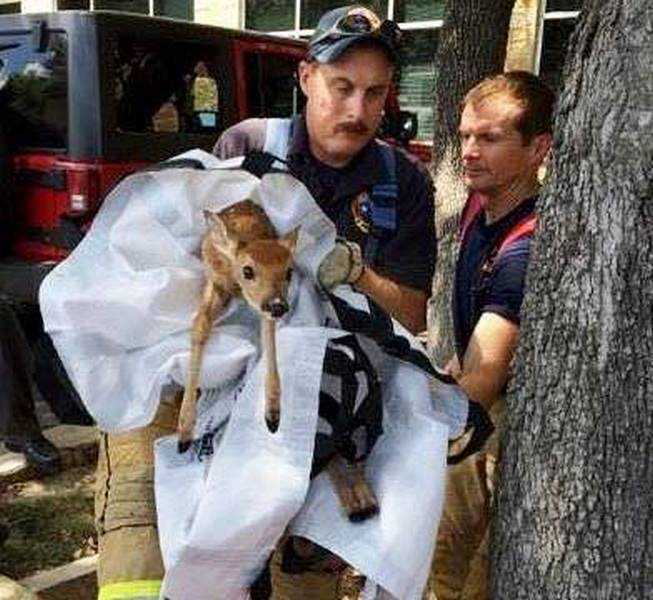 18 kép tűzoltókról akik állatok életét mentik meg 5
