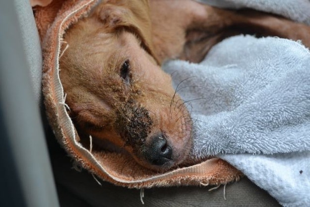 A haldokló kutyát egy 8 éves autista fiú fogadta örökbe3