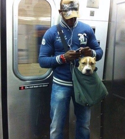 kutyák a metrón1