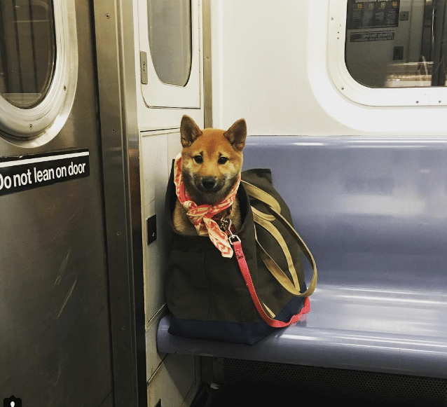 kutyák a metrón11