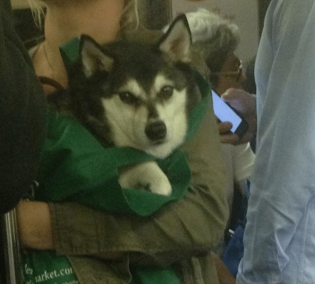 kutyák a metrón12