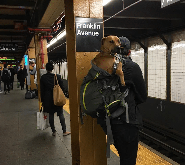 kutyák a metrón13
