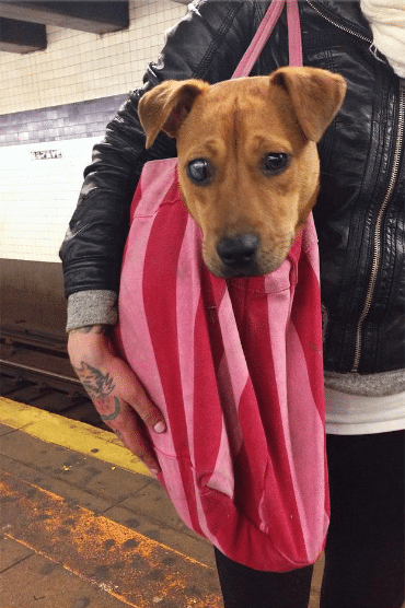 kutyák a metrón14