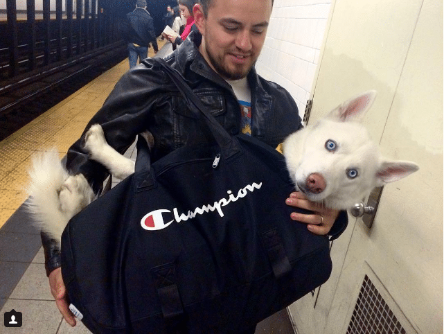 kutyák a metrón15