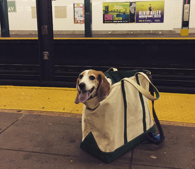 kutyák a metrón2