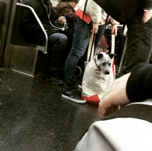 kutyák a metrón4