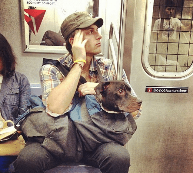 kutyák a metrón5