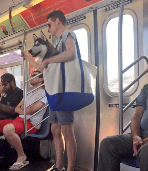 kutyák a metrón6