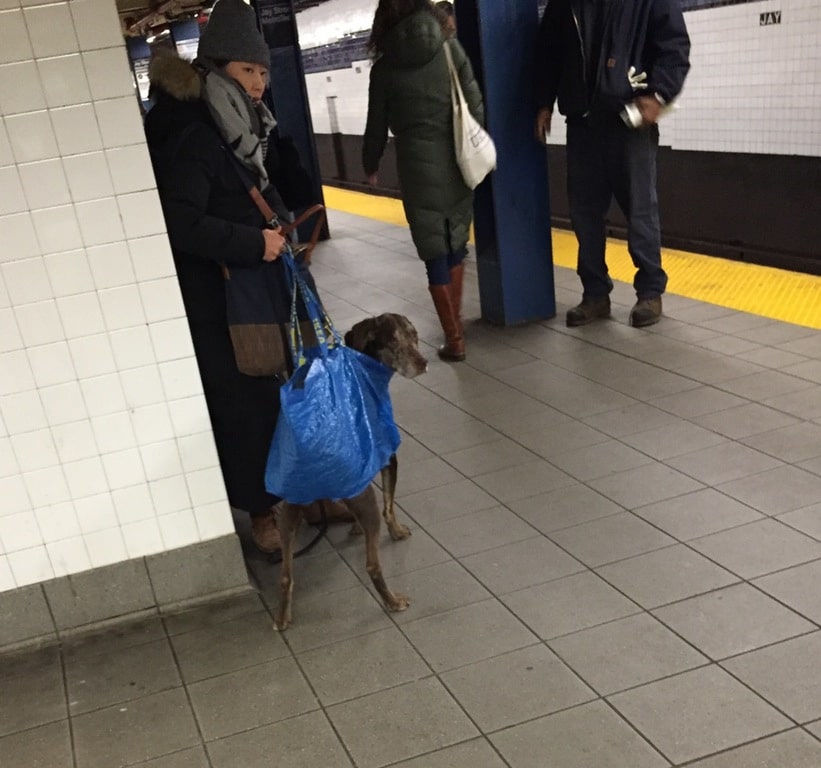 kutyák a metrón9