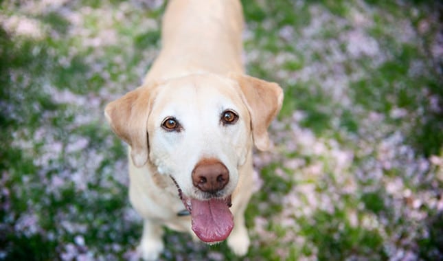 &Iacute;me a 10 legokosabb kutyafajta a vil&aacute;gon4