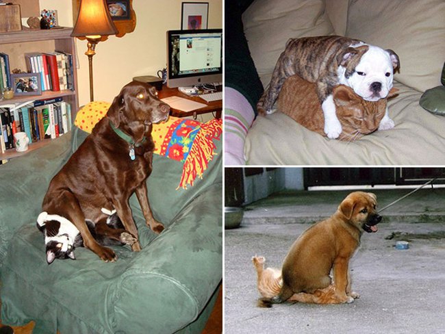 13 kutya, aki megtalálta a legkényelmesebb ülőhelyet6