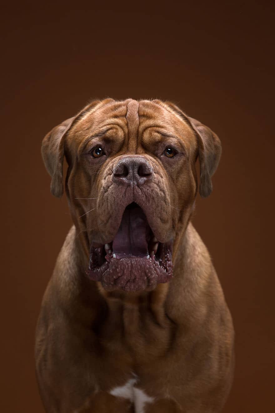 15 kutya portré3