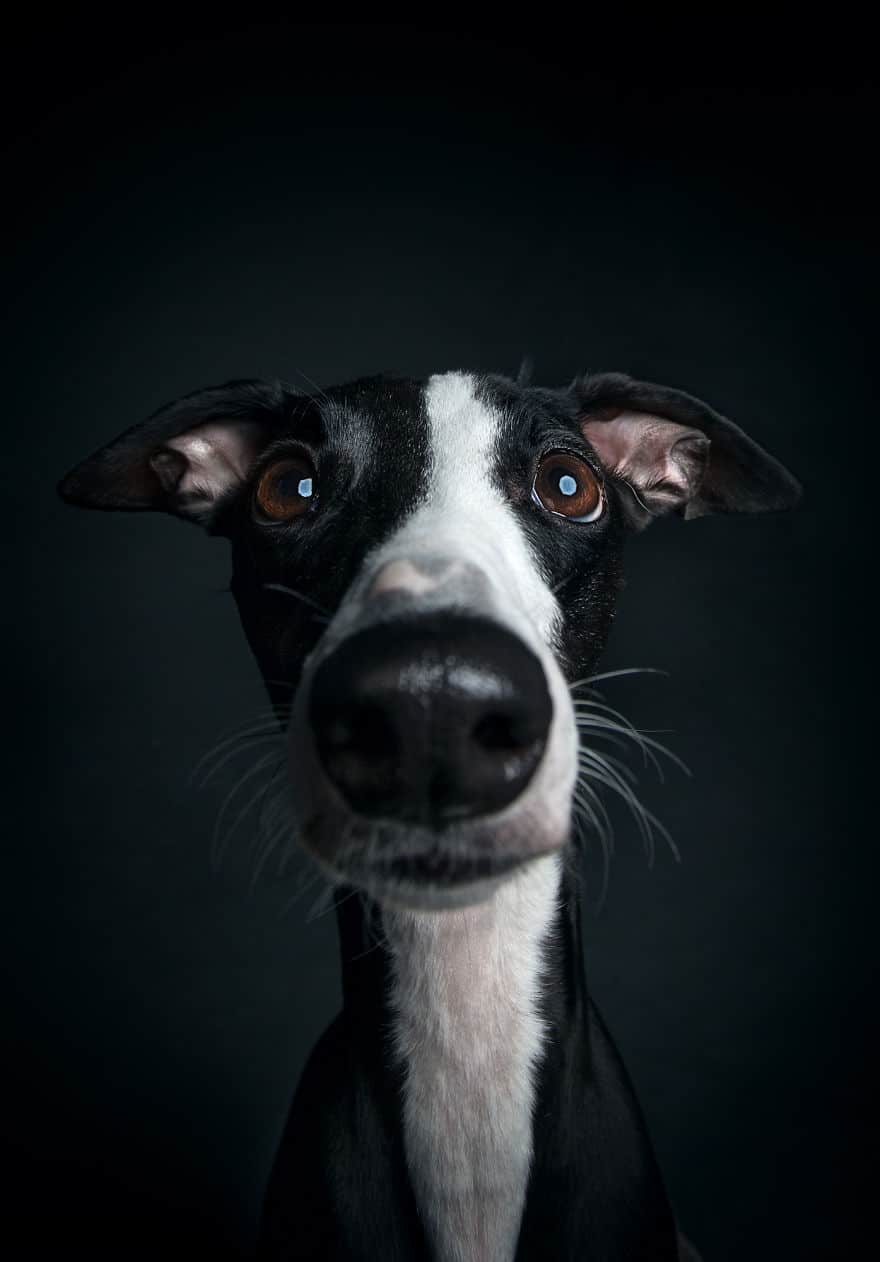 15 kutya portré6