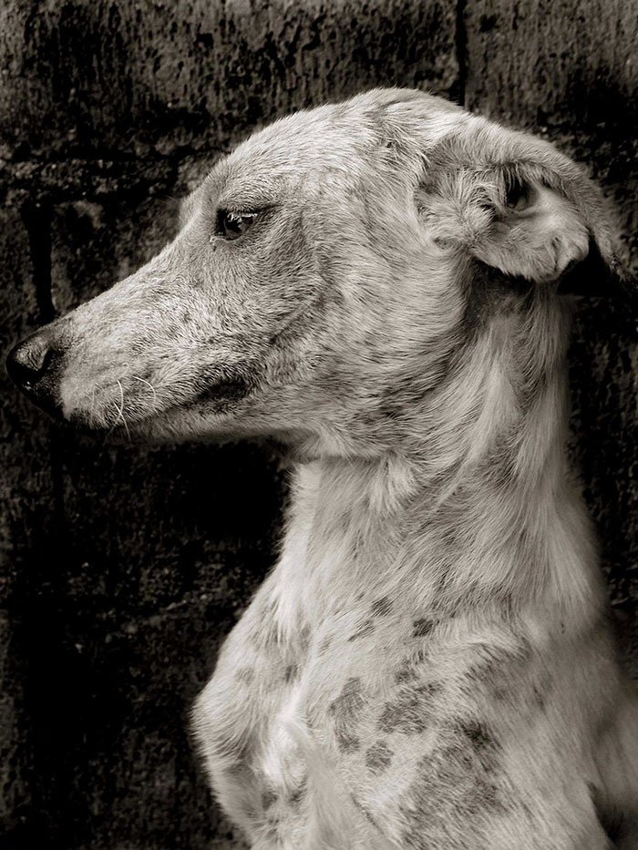 16 sokkoló fotó, melyek bemutatják az otthontalan kutyák életét11