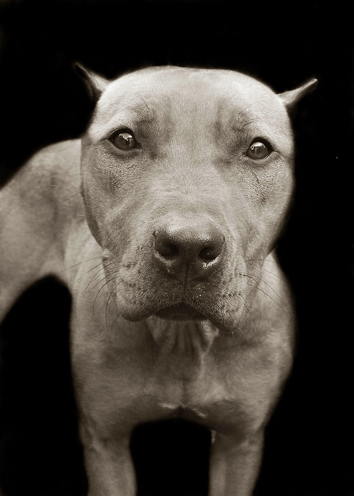 16 sokkoló fotó, melyek bemutatják az otthontalan kutyák életét13