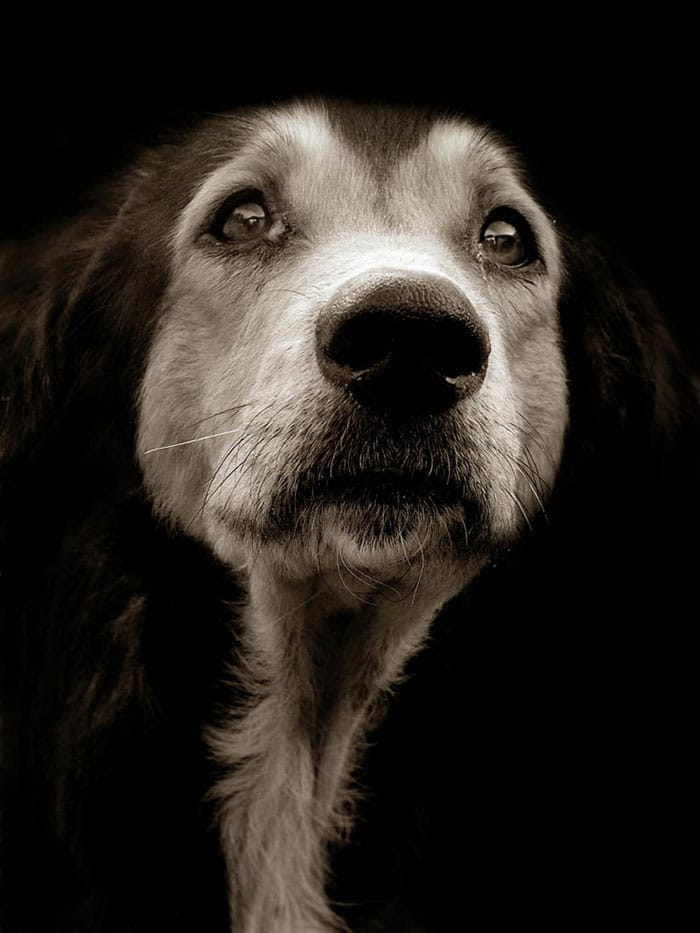 16 sokkoló fotó, melyek bemutatják az otthontalan kutyák életét14