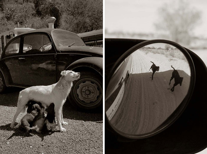 16 sokkoló fotó, melyek bemutatják az otthontalan kutyák életét7
