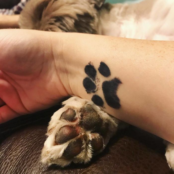 21 gazdi, aki a kutyája tappancsát tetováltatta magára18