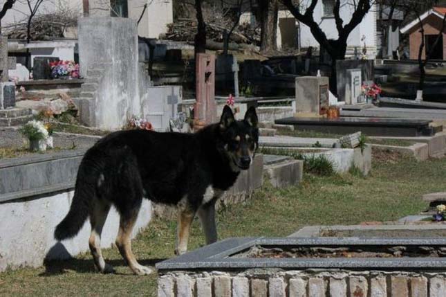 6 évig járt halott gazdája sírjához a hűséges kutya4