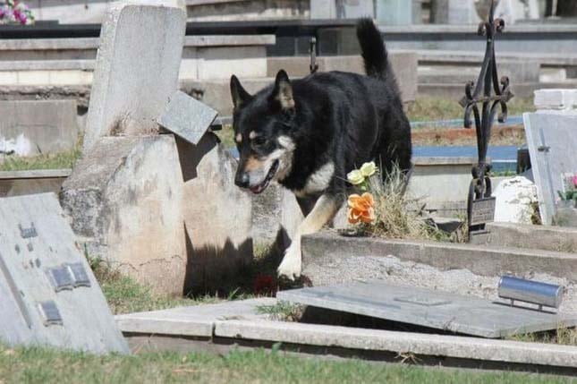 6 évig járt halott gazdája sírjához a hűséges kutya5