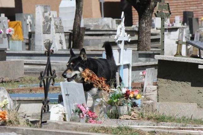 6 évig járt halott gazdája sírjához a hűséges kutya8