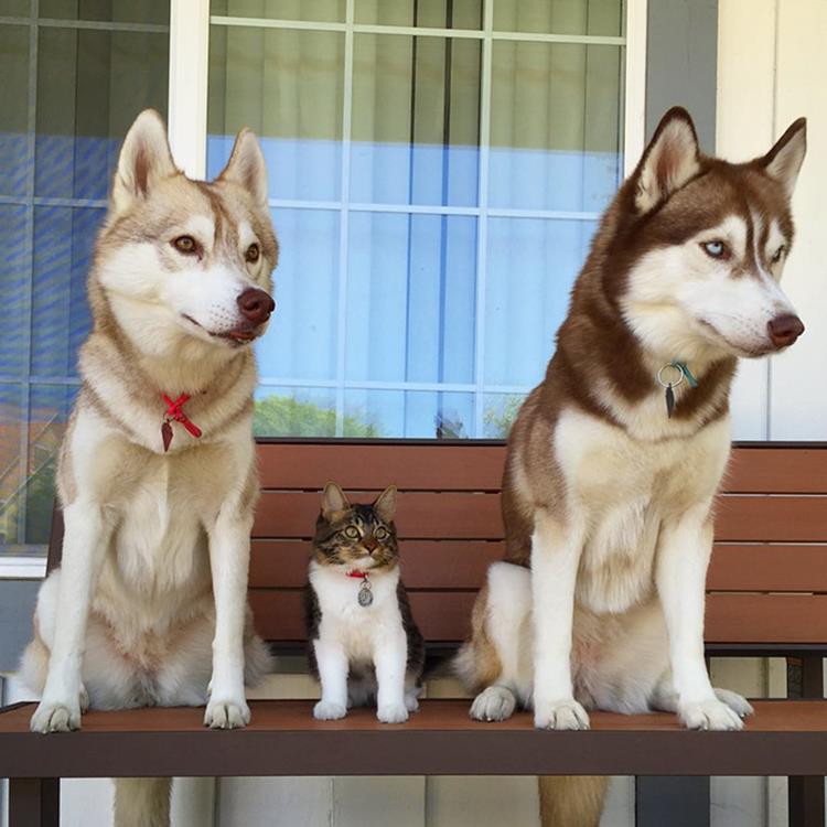 A megmentett cica lett a három husky legjobb barátja4