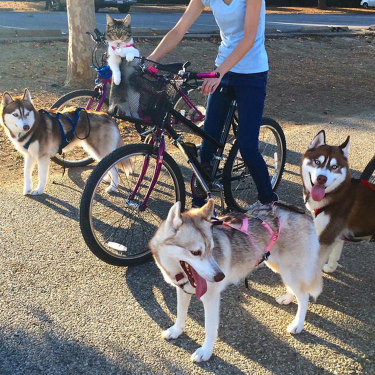 A megmentett cica lett a három husky legjobb barátja5